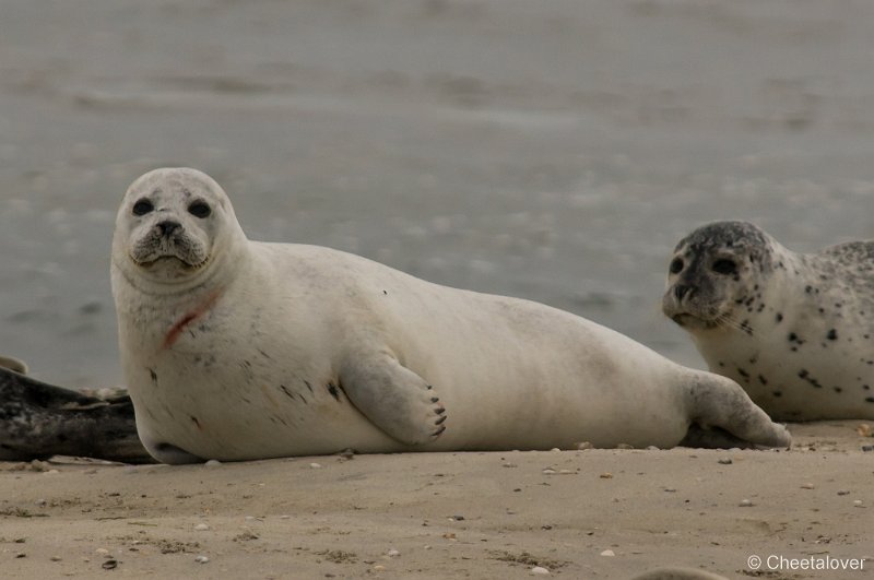 _DSC1250.JPG - Zeehonden