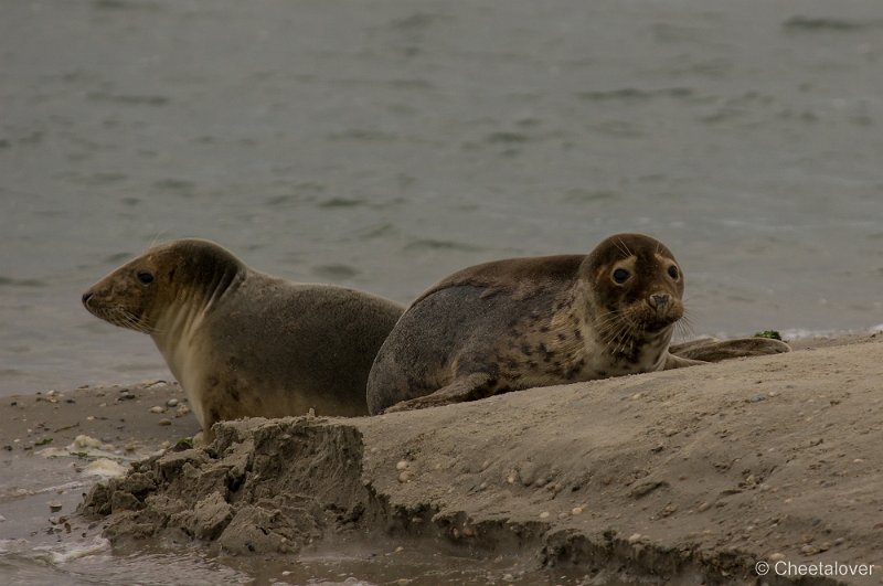 _DSC1253.JPG - Zeehonden