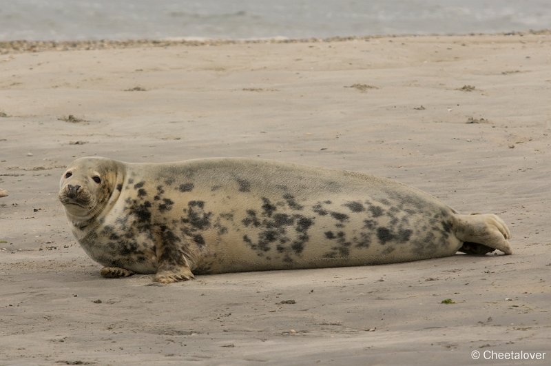 _DSC1260.JPG - Zeehonden