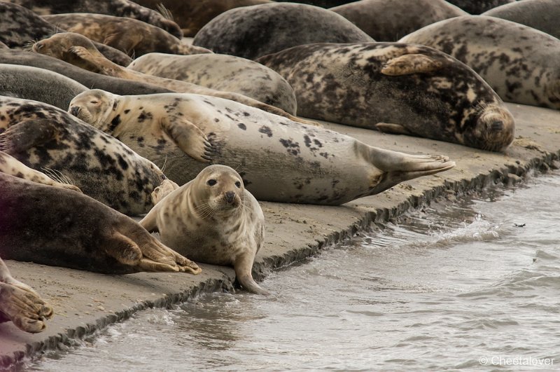 _DSC1261.JPG - Zeehonden