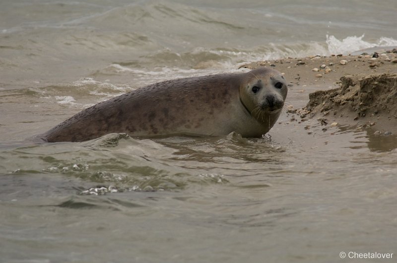 _DSC1263.JPG - Zeehonden