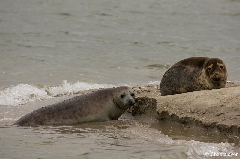 _DSC1267.JPG - Zeehonden