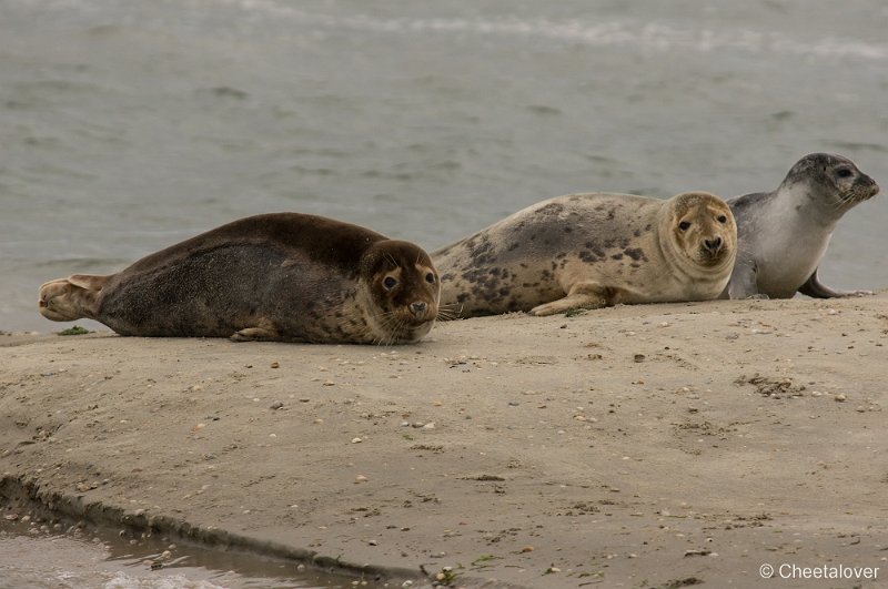 _DSC1269.JPG - Zeehonden