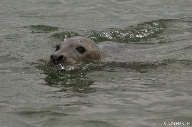 _DSC1282.JPG - Zeehonden