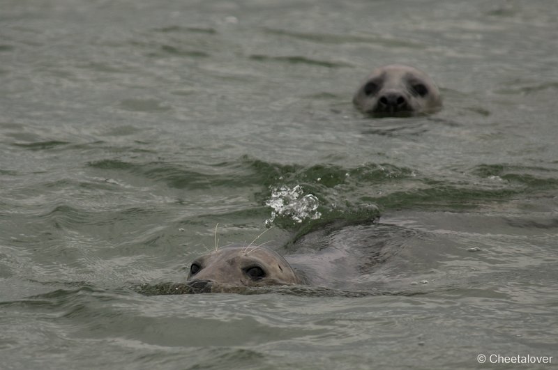 _DSC1284.JPG - Zeehonden