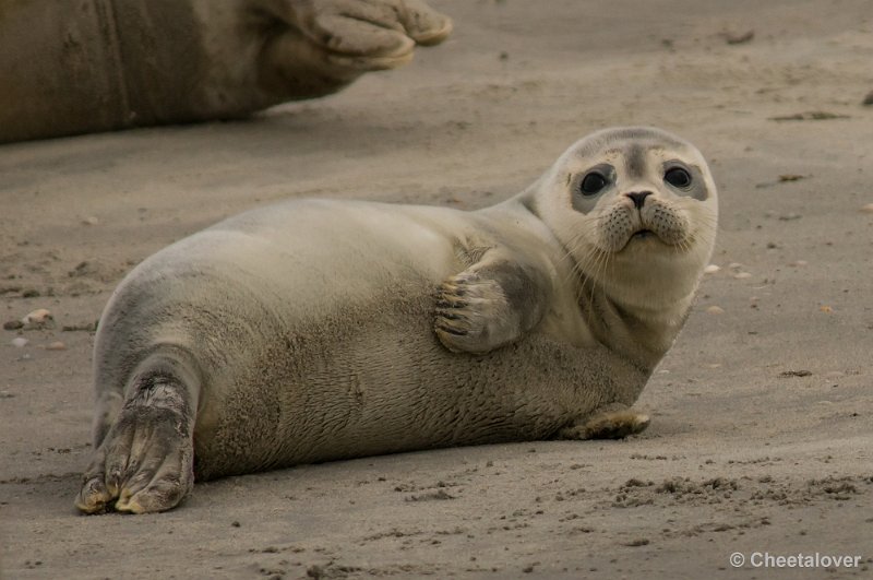 _DSC1286.JPG - Zeehonden