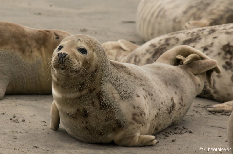 _DSC1294.JPG - Zeehonden