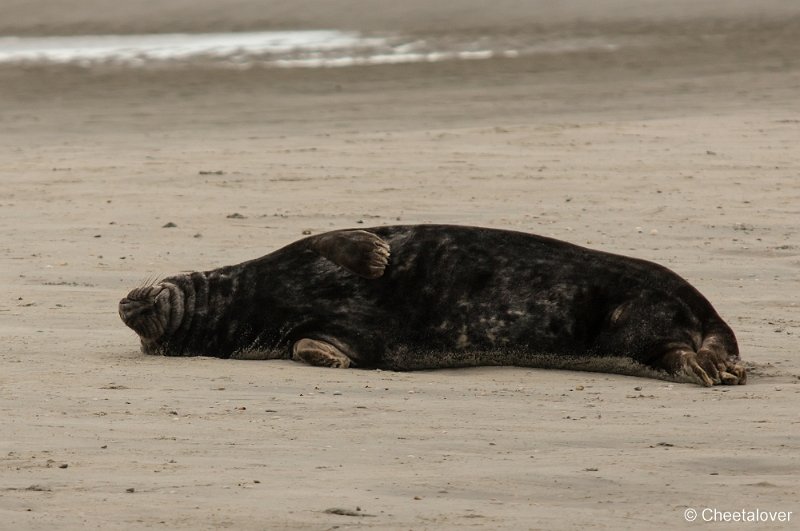 _DSC1297.JPG - Zeehonden