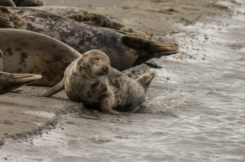 _DSC1301.JPG - Zeehonden