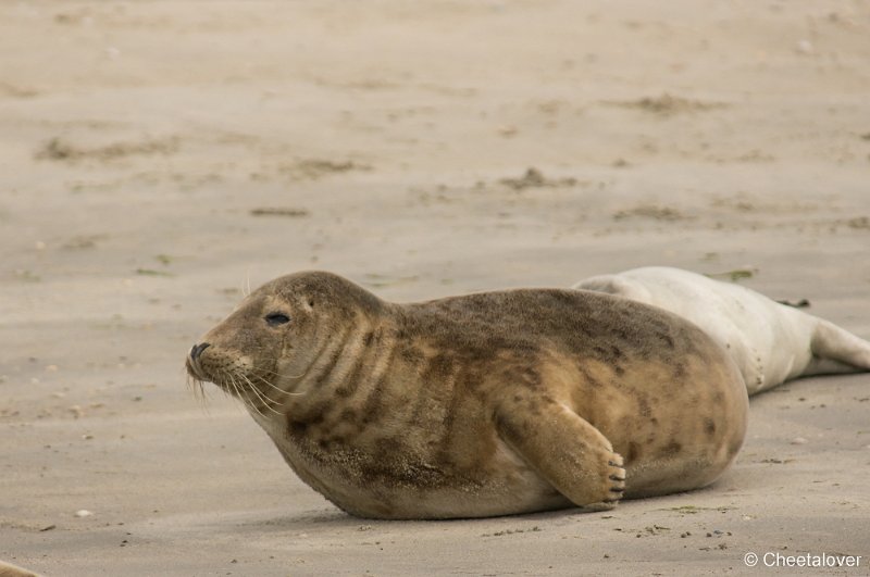 _DSC1306.JPG - Zeehonden