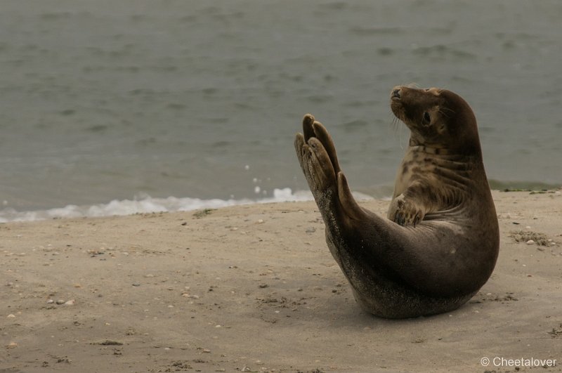 _DSC1310.JPG - Zeehonden