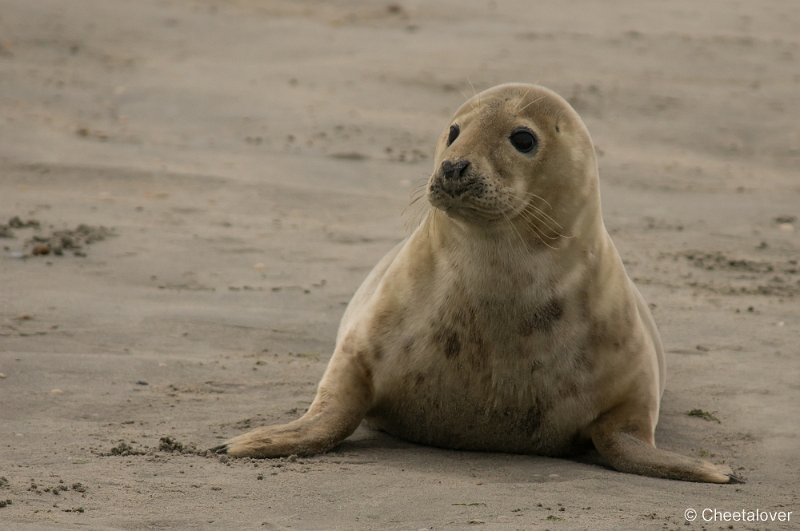 _DSC1314.JPG - Zeehonden