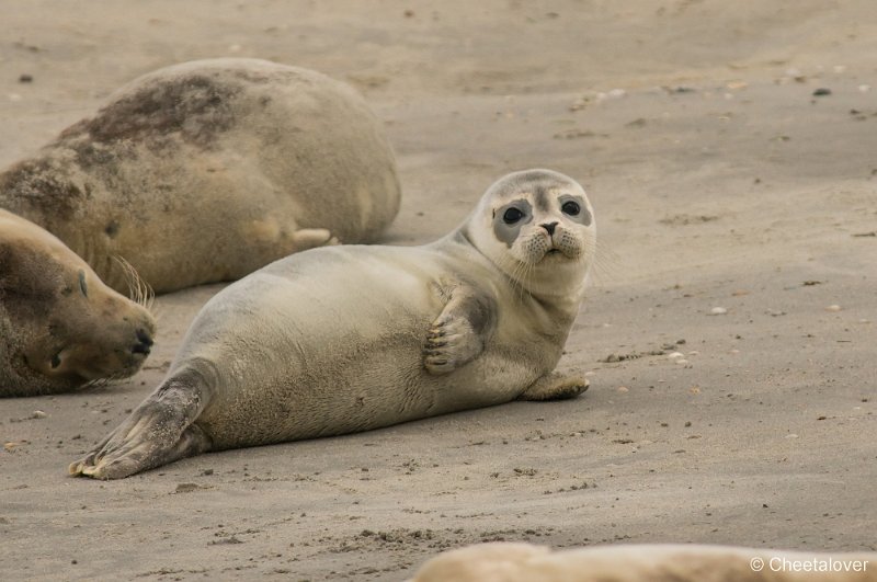 _DSC1319.JPG - Zeehonden