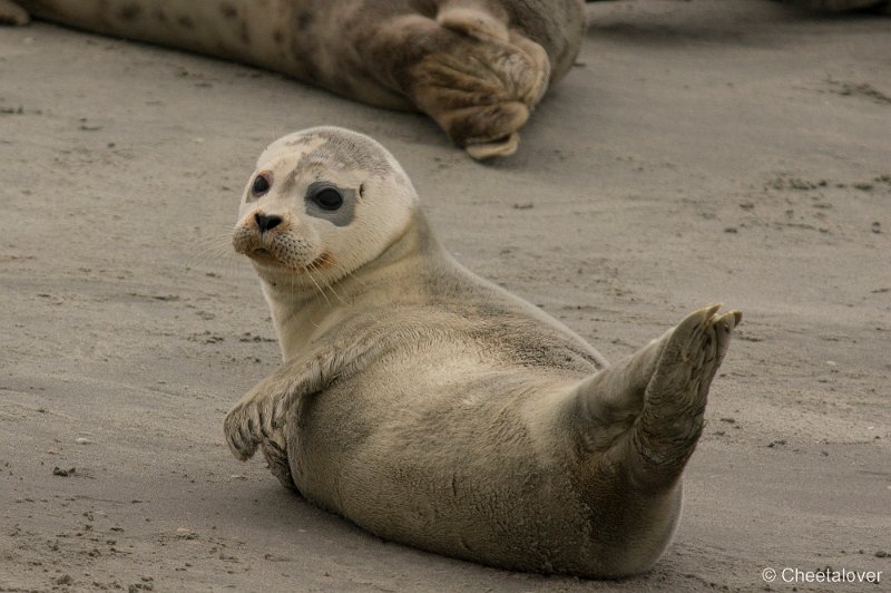 _DSC1332.JPG - Zeehonden