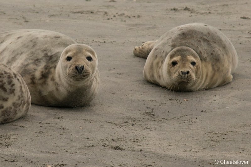 _DSC1335.JPG - Zeehonden