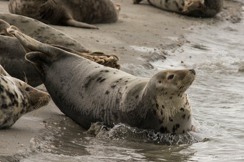 _DSC1342.JPG - Zeehonden