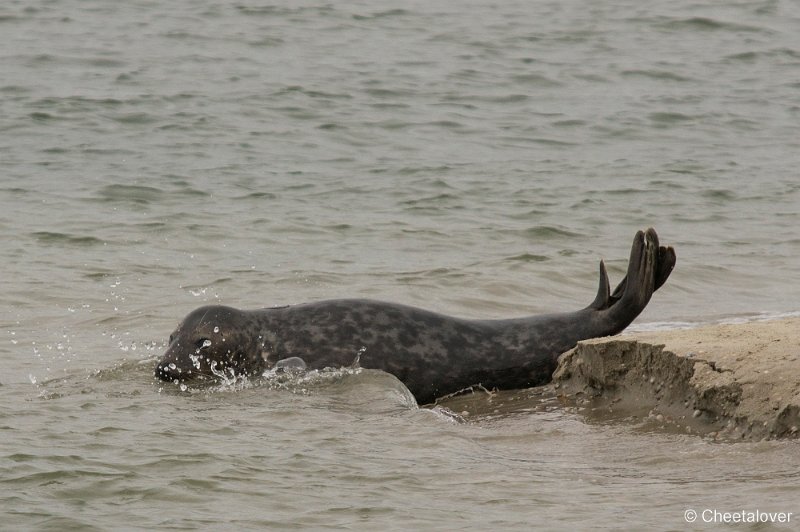 _DSC1346.JPG - Zeehonden