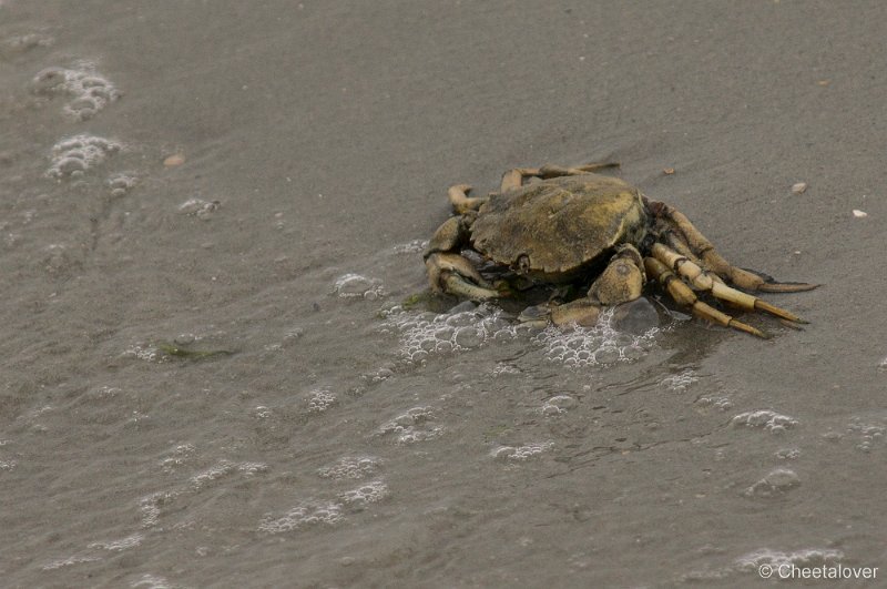 _DSC1349.JPG - Zeehonden