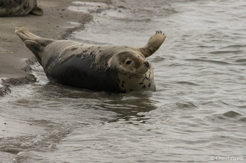 _DSC1352.JPG - Zeehonden