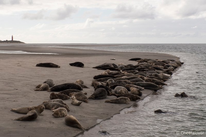 P1220844.JPG - Texel