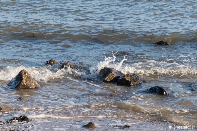 P1220886.JPG - Texel