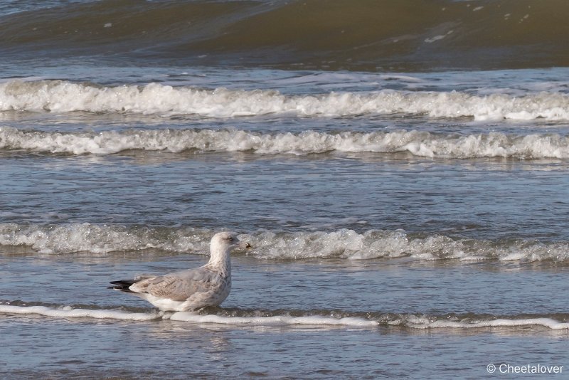 P1220939.JPG - Texel