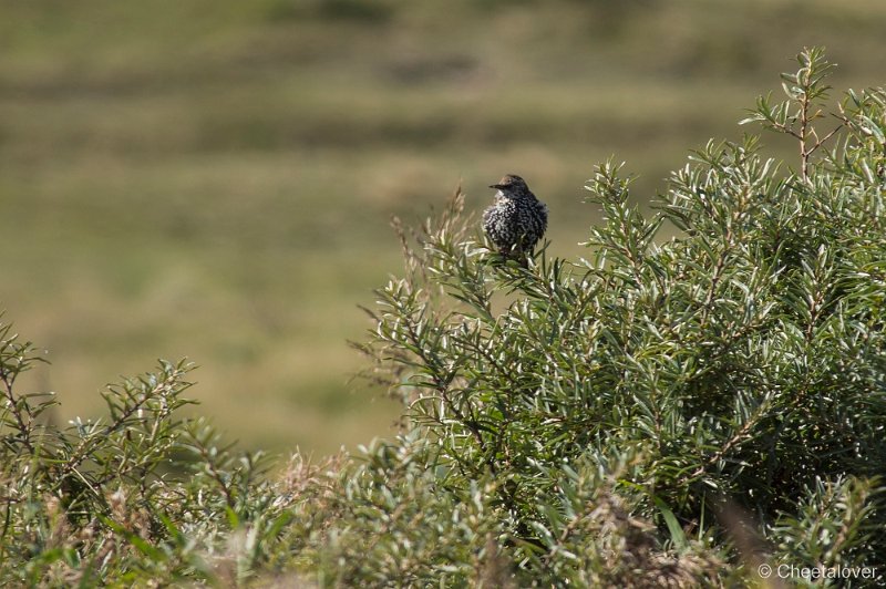 _DSC0863.JPG - Texel