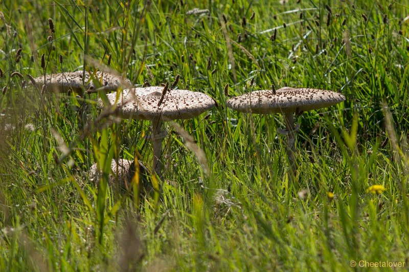 _DSC0872.JPG - Texel