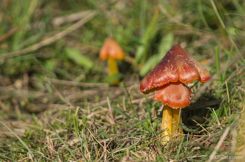 _DSC0907.JPG - Texel