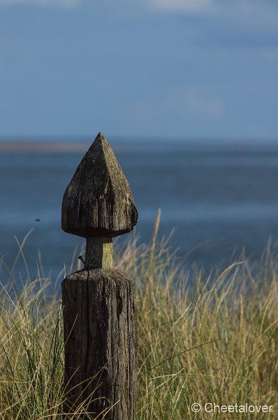 _DSC0923.JPG - Texel