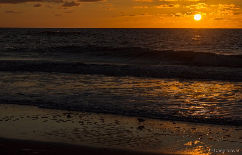 _DSC1011.JPG - Texel