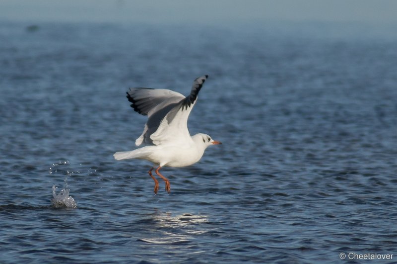 _DSC1081.JPG - Texel