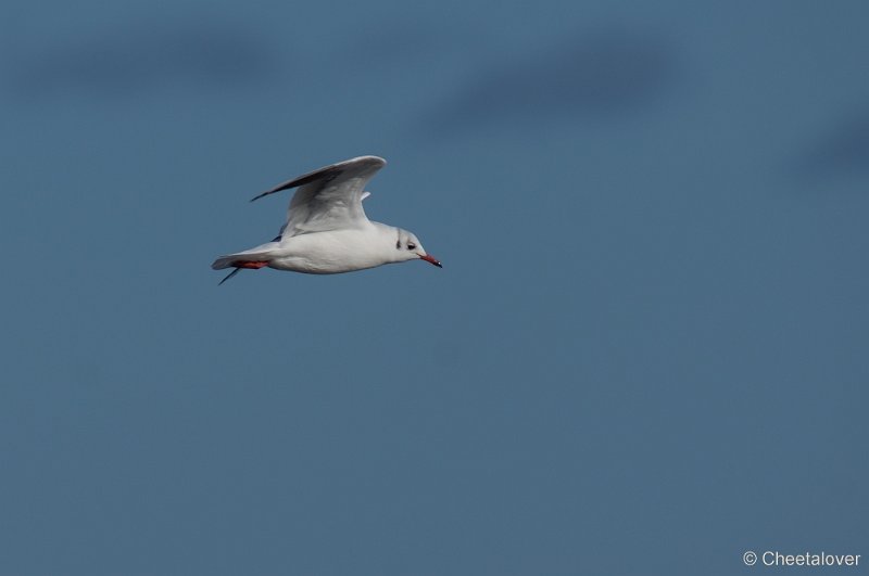 _DSC1089.JPG - Texel