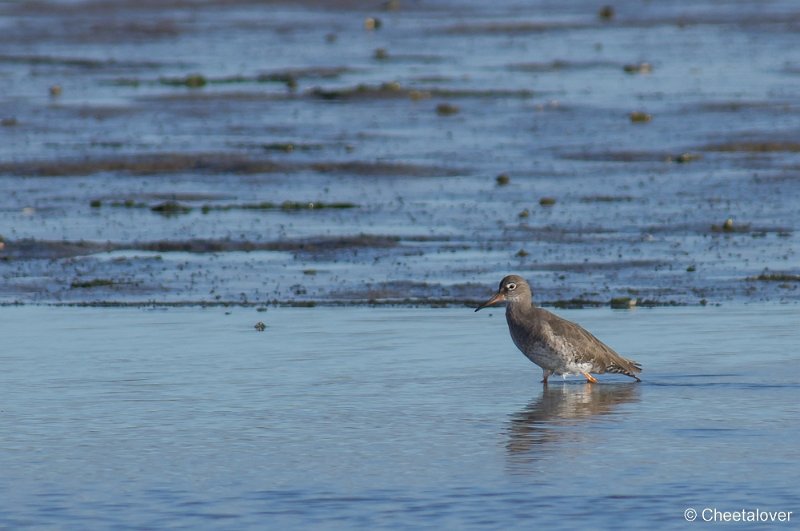 _DSC1094.JPG - Texel