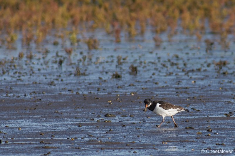 _DSC1096.JPG - Texel