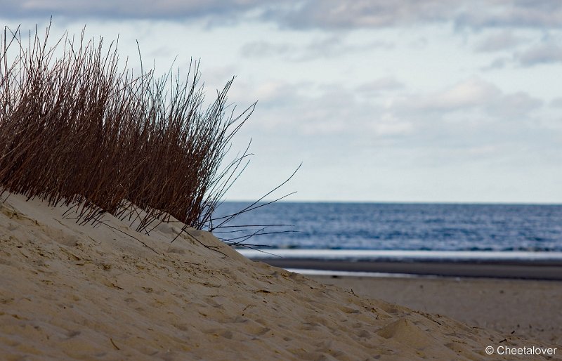 _DSC1114.JPG - Texel