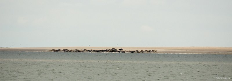 _DSC1199.JPG - Texel