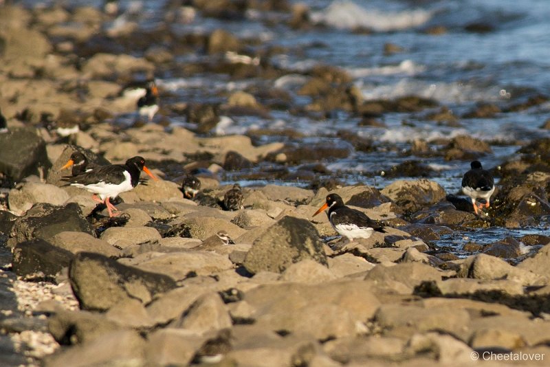 _DSC1370.JPG - Texel