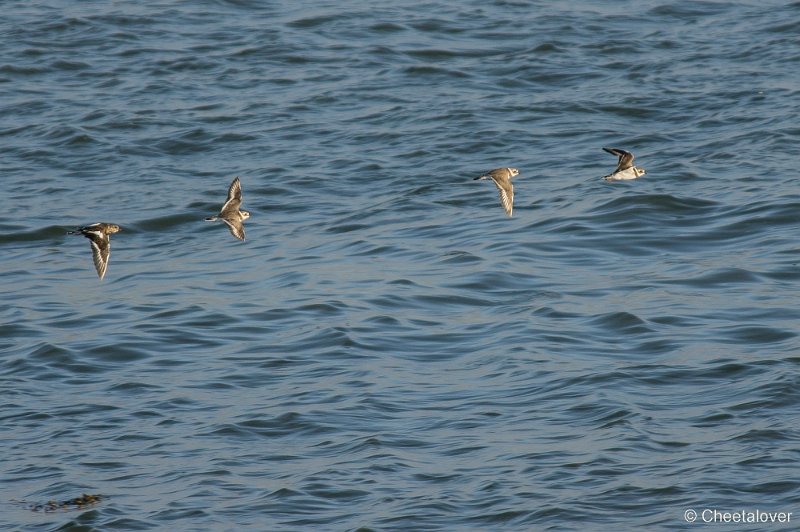 _DSC1428.JPG - Texel