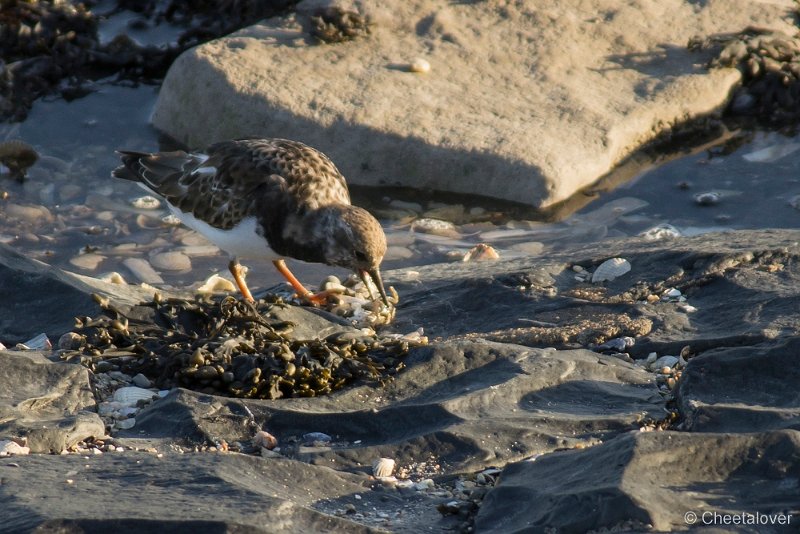 _DSC1442.JPG - Texel