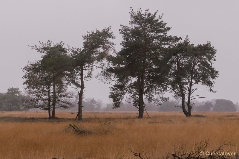 P1260728.JPG - Strabrechtse Heide