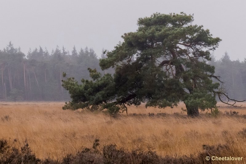 P1260747.JPG - Strabrechtse Heide