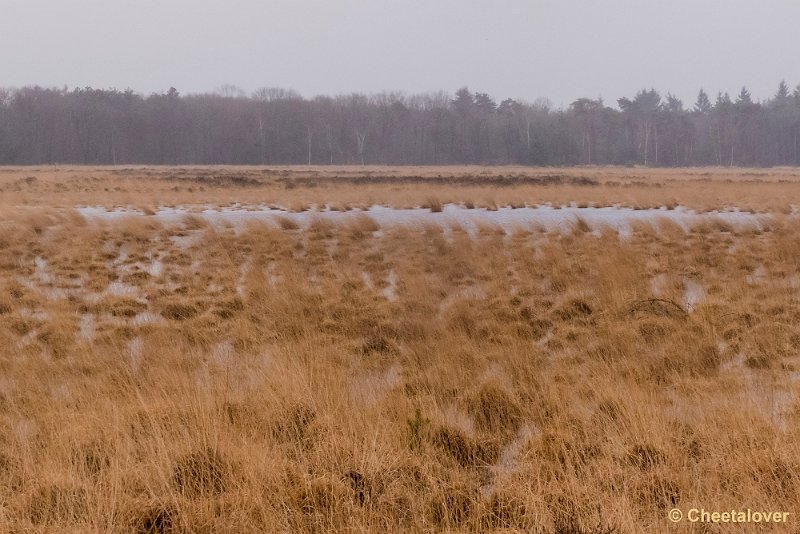 P1260752.JPG - Strabrechtse Heide