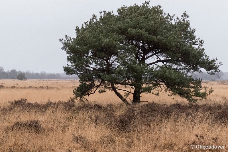 P1260775.JPG - Strabrechtse Heide