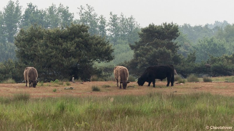 P1280260.JPG - Hageven, Neerpelt