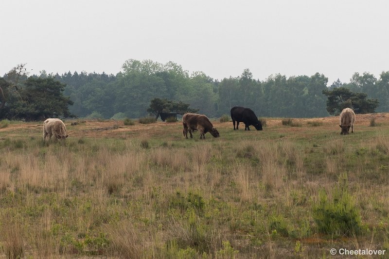 P1280283.JPG - Hageven, Neerpelt