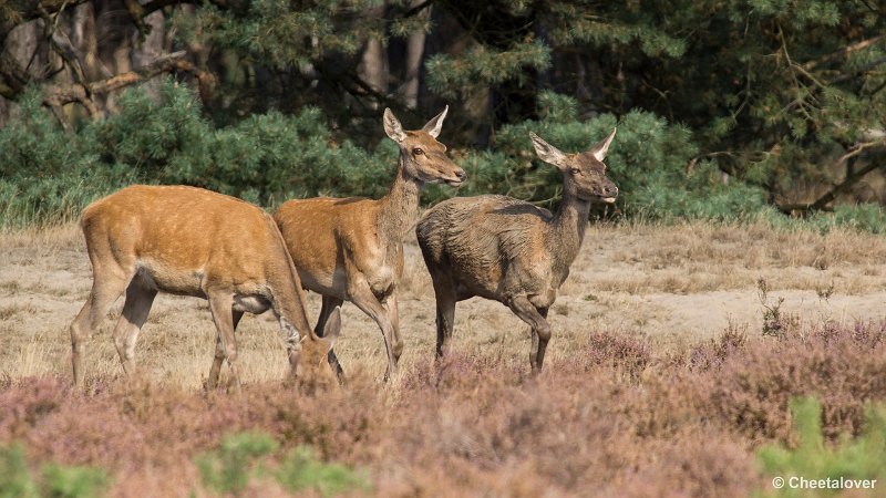 _DSC0116.JPG - Park de Hoge Veluwe