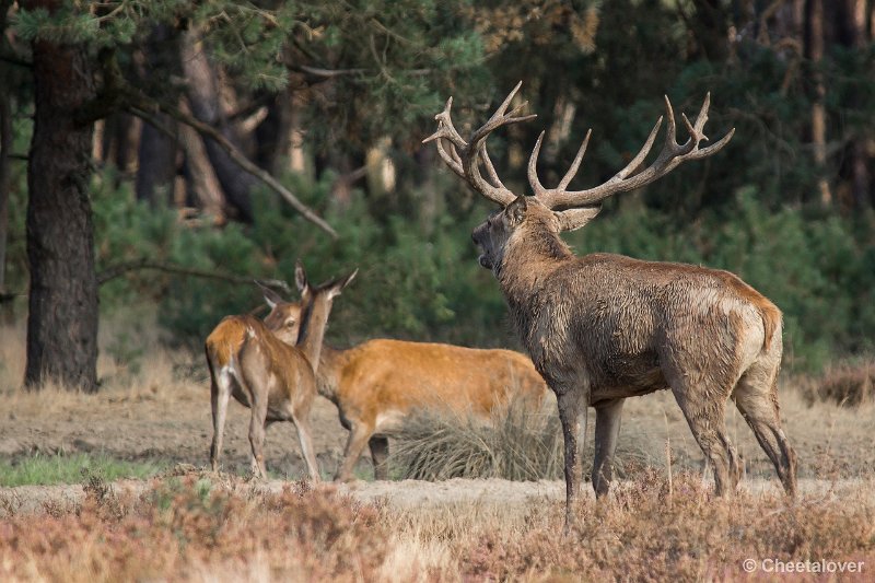 _DSC0143.JPG - Park de Hoge Veluwe