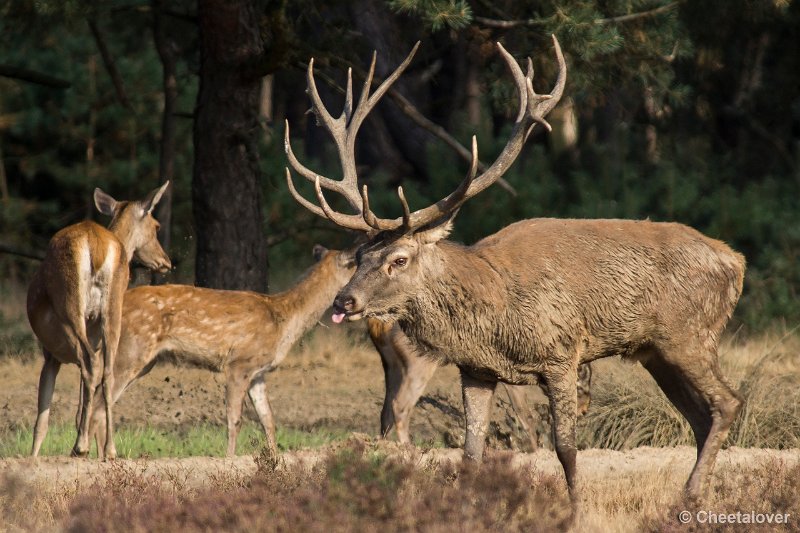 _DSC0145.JPG - Park de Hoge Veluwe