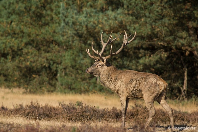 _DSC0166.JPG - Park de Hoge Veluwe